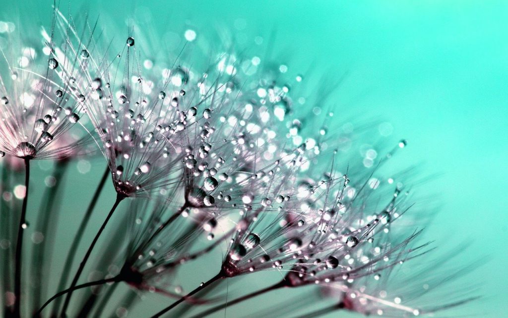 dandelion, seeds, dew